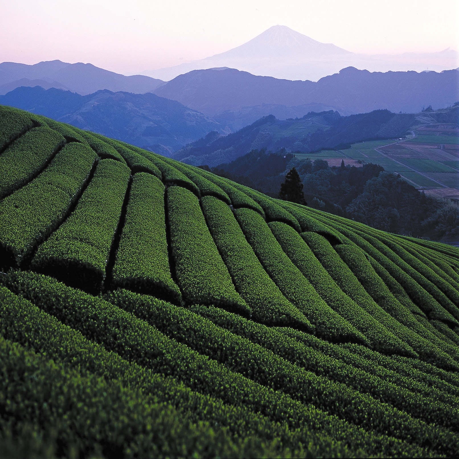 Природный потенциал японии. Чайные плантации в Японии. Чайные плантации в Китае. Префектура Сидзуока чайная плантация. Ханчжоу чайные плантации.