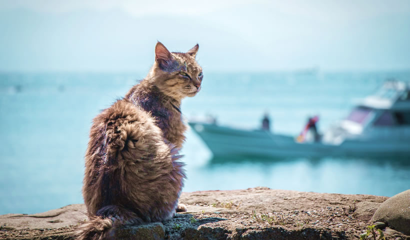 Amazing animal encounters on Japan's remote islands | SEE & DO